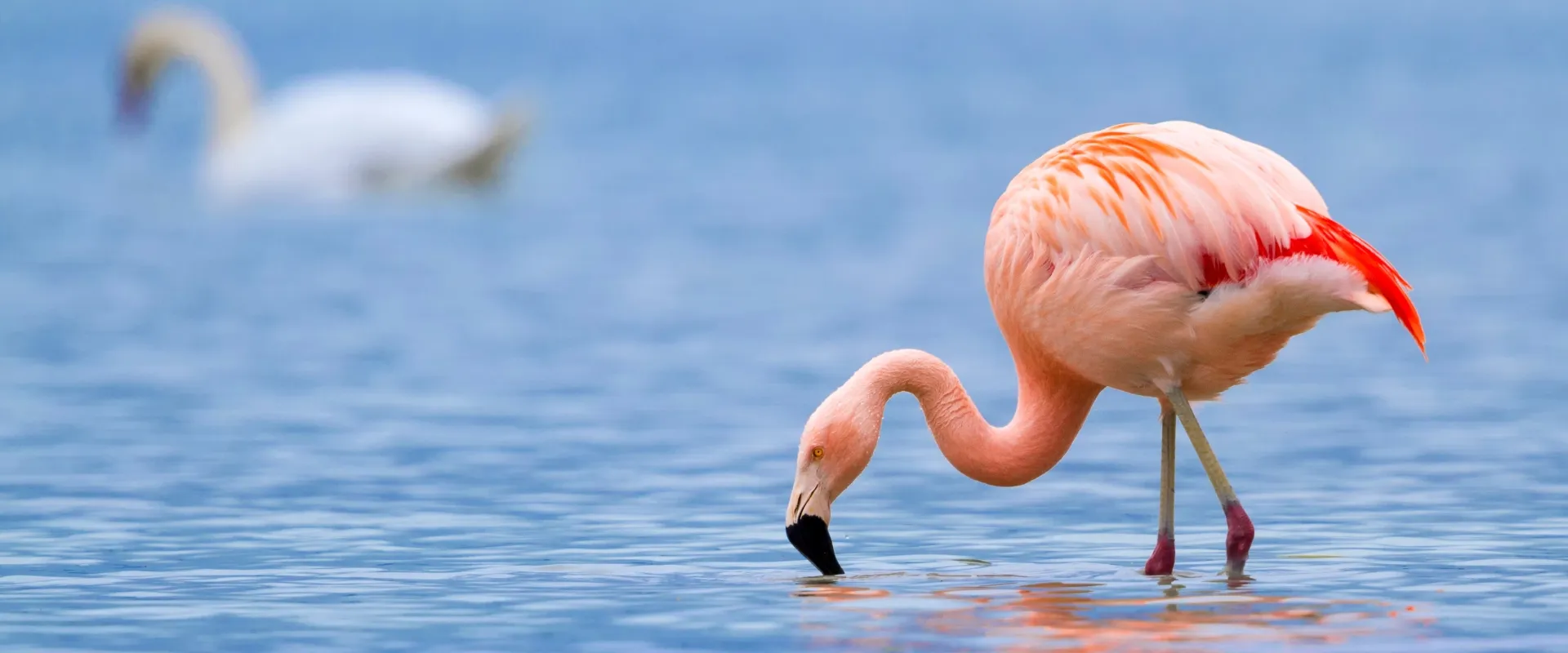 lakemanyarabanner